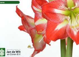 hippeastrum Minerva (3)